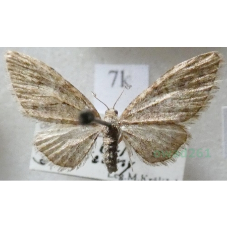 Eupithecia lariciata (Freyer, 1841) Slovakia7k